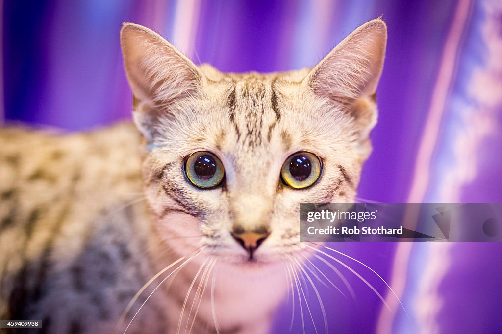 The Feline World Gathers For The Supreme Cat Show 2015