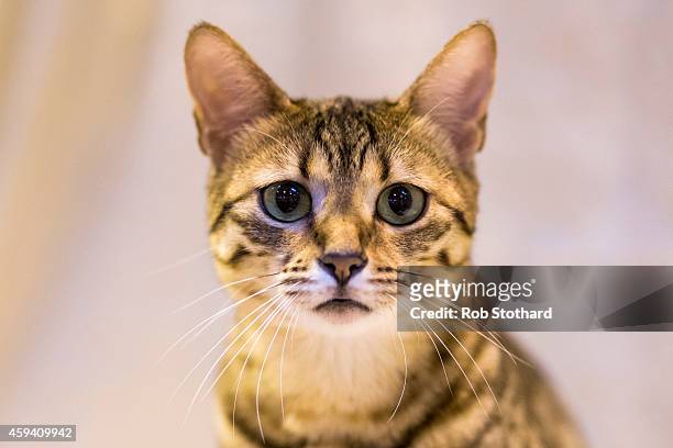 Geniemau Yasmina Femi, an Egyptian Mau cat being judged at the Governing Council of the Cat Fancy's 'Supreme Championship Cat Show' at the NEC Arena...