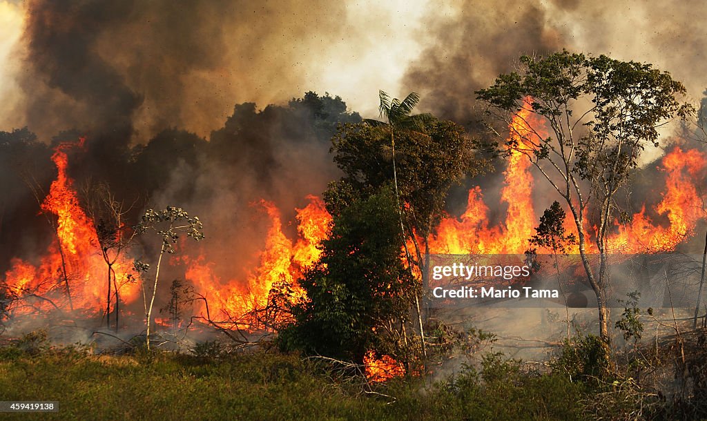 Deforestation In Brazil's Amazon Skyrockets After Years Of Decline