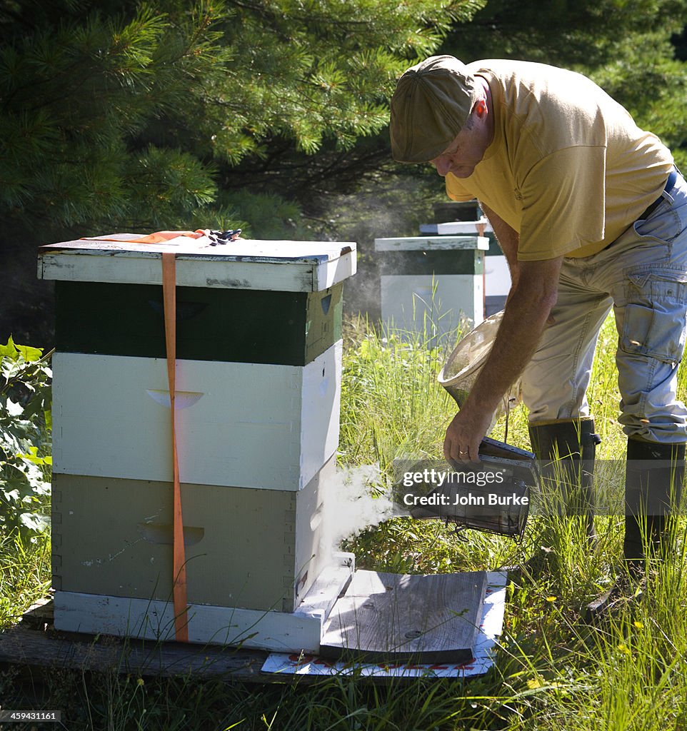 Beekeeper with bee smoker