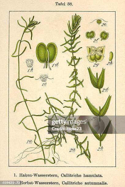 botanic fia v07 t38 callitriche hamulata et autumnalis - callitriche stock illustrations