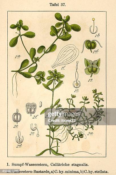botanic fia v07 t37 callitriche stagnalis, minima et stellata - callitriche stock illustrations