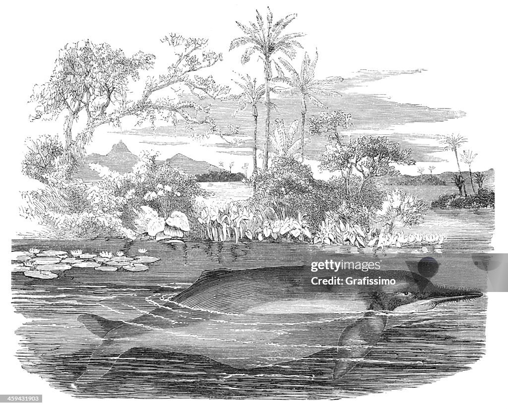 Amazon river dolphin engraving 1877