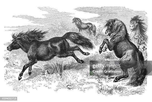 bildbanksillustrationer, clip art samt tecknat material och ikoner med engraving of shetland pony from 1877 - pony