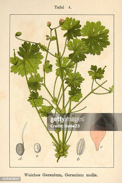 botanic fia v07 t04 geranium molle - botanik stock illustrations