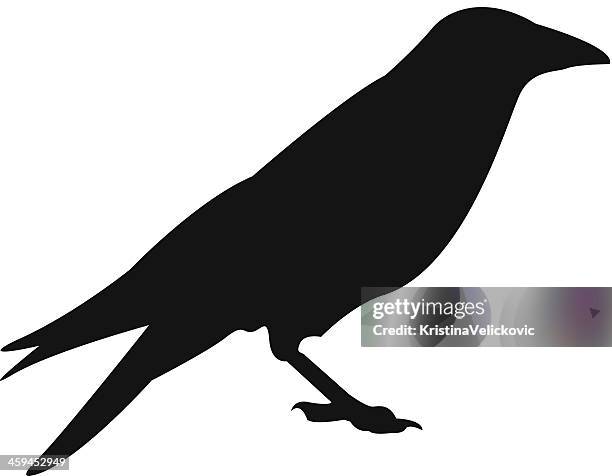 crow - crow stock illustrations