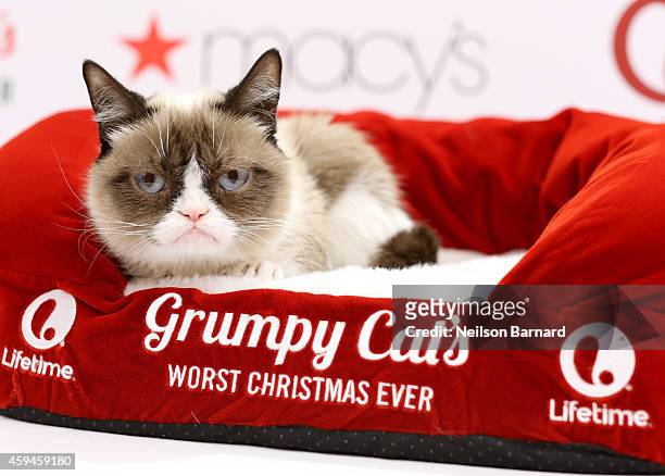 Lifetime celebrates "Grumpy Cat's Worst Christmas Ever" at Macy's Herald Square on November 23, 2014 in New York City.