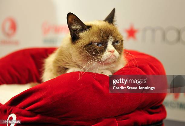Grumpy Cat High Grumpy Cat Portrait Photos and Premium High Res Pictures - Getty Images