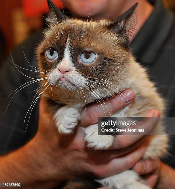 Grumpy Cat appears at Lifetime's Grumpy Cat's Worst Christmas Ever event at Macy's Union Square on November 21, 2014 in San Francisco, California.