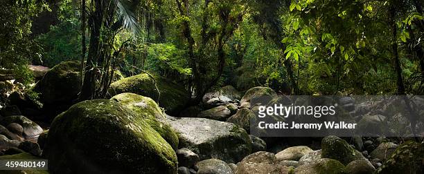 rain forest - boulder rock stock pictures, royalty-free photos & images
