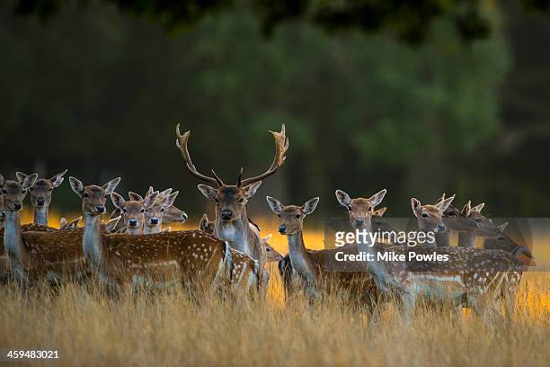 fallow deer, herd during rut, norfolk - daim photos et images de collection