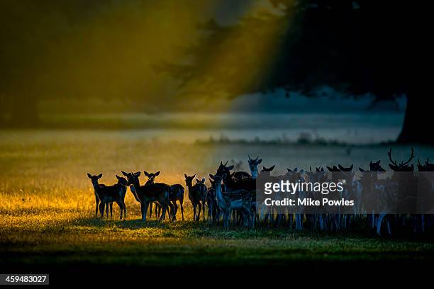 fallow deer at dawn in parkland, norfolk - daim photos et images de collection