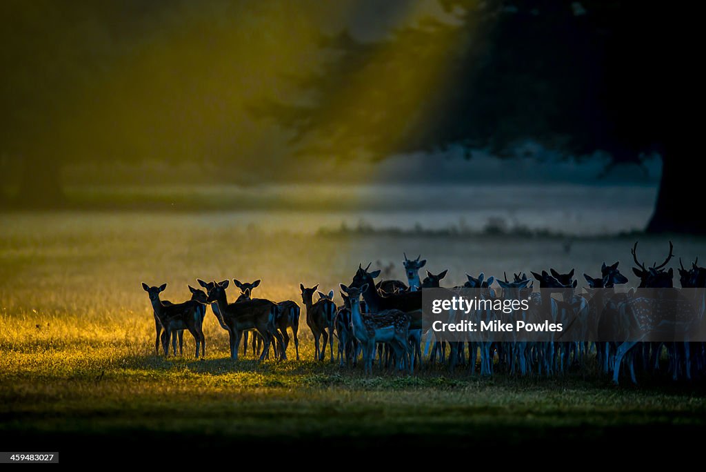 Fallow Deer at dawn in parkland, Norfolk