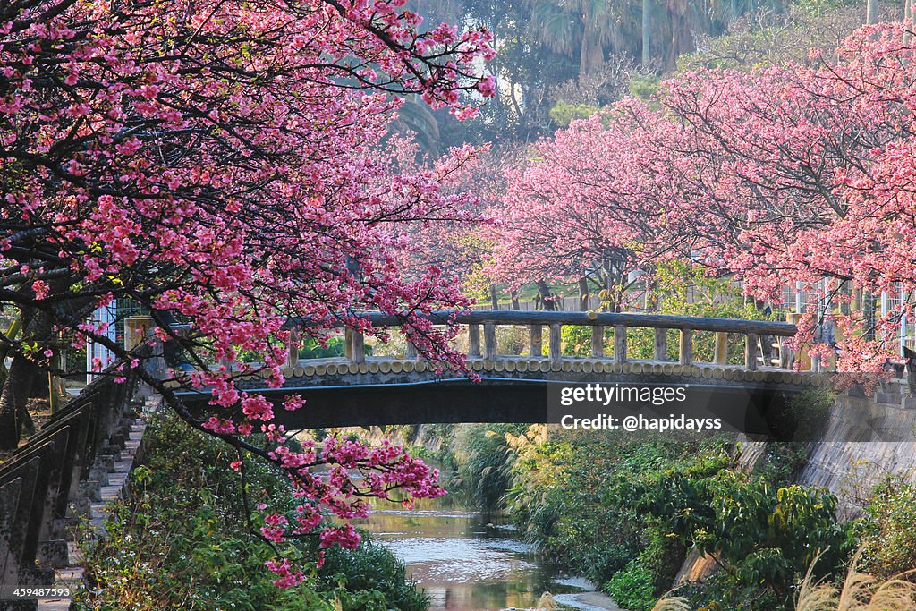 Sakura in Okinawa