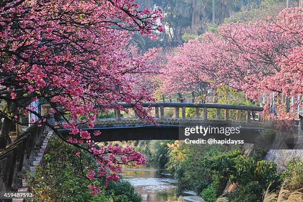 sakura in okinawa - kyushu stockfoto's en -beelden