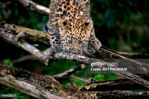 107 Leopard Evolution Stock Photos, High-Res Pictures, and Images ...