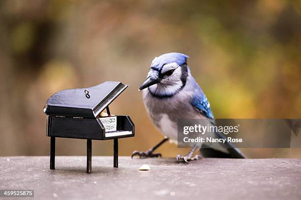 blue jay playing for peanuts - piano rose stockfoto's en -beelden