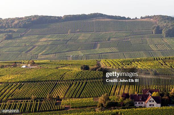 vineyard landscape - patchwork landscape stock pictures, royalty-free photos & images