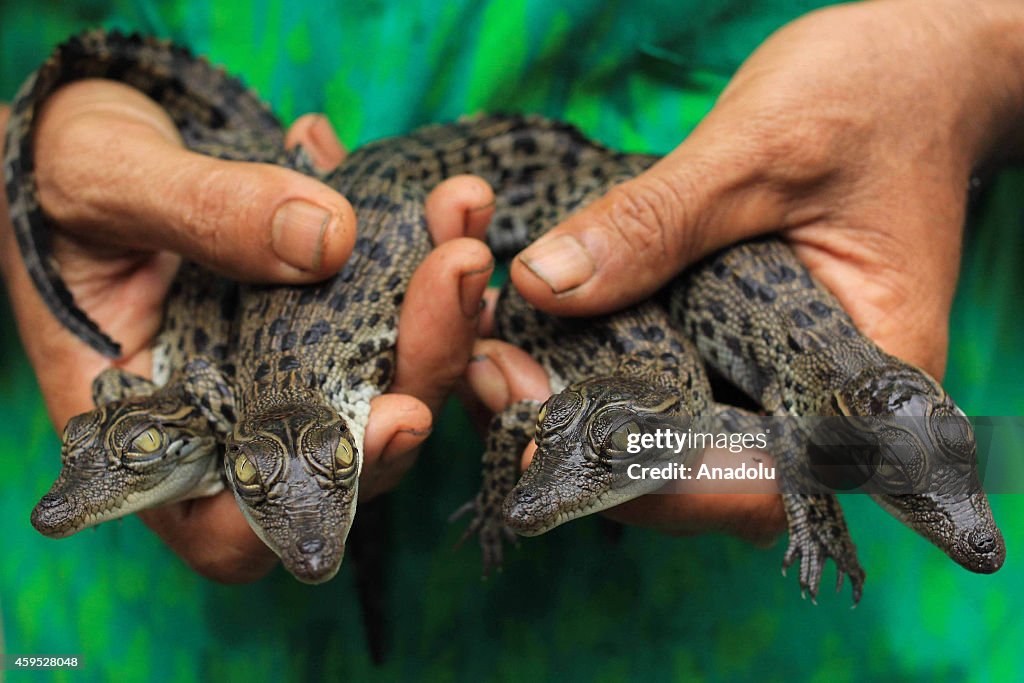 Hatched Baby Crocodiles in Indonesia