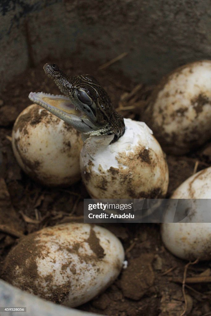 Hatched Baby Crocodiles in Indonesia