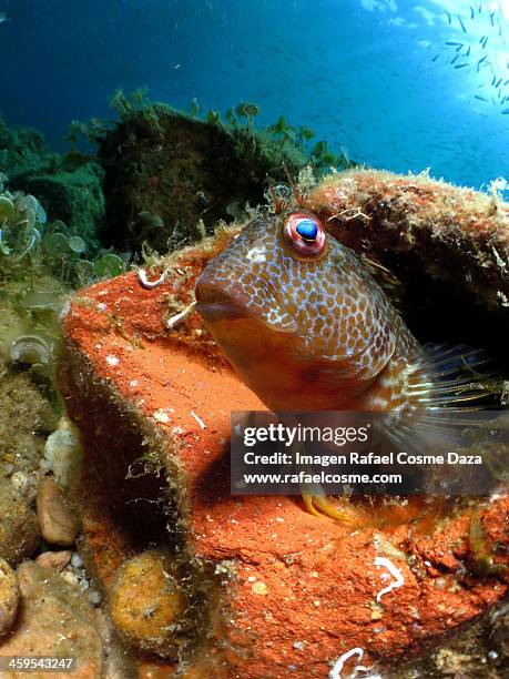 blenni - blenny stock pictures, royalty-free photos & images
