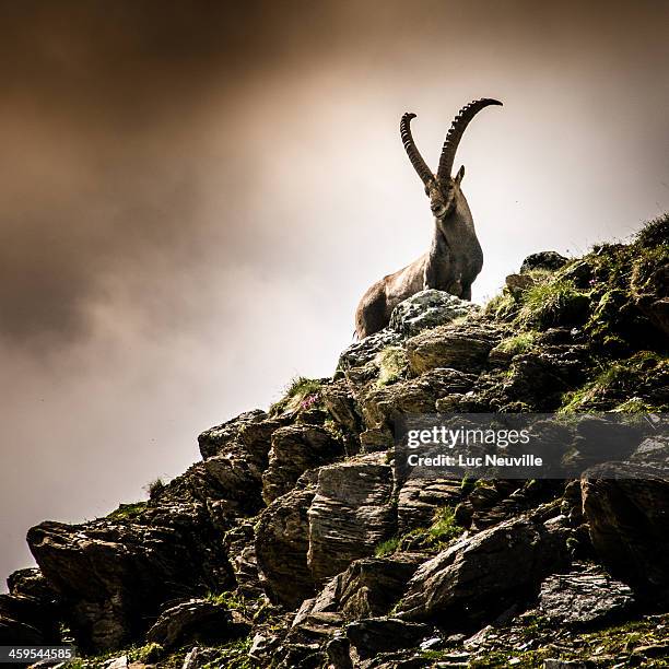 un bouquetin aux evettes - an ibex in french alps - steinbock stock-fotos und bilder