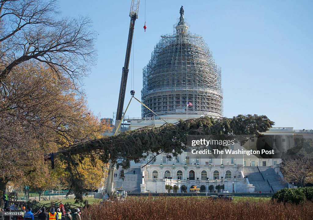 U.S. Capitol Christmas Tree Arrives In District