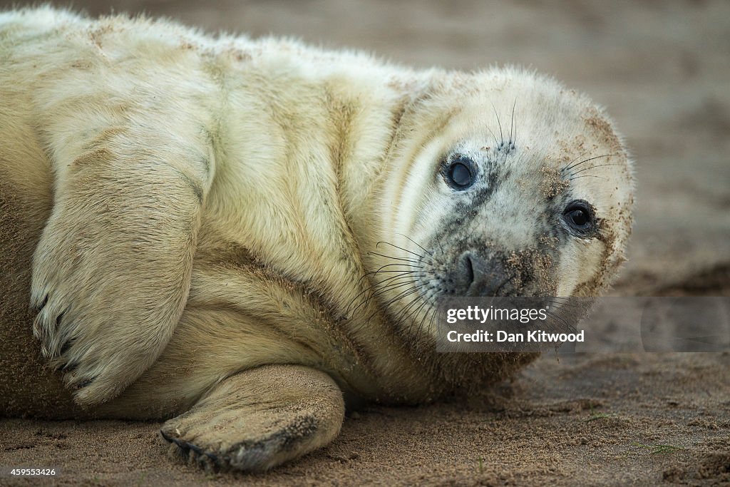 Seal Pup Season Continues At Donna Nook Reserve