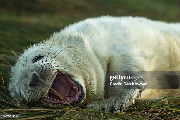 Grey Seal pup lies in the grass at the Lincolnshire Wildlife Trust's Donna Nook nature reserve on November 24, 2014 in Grimsby, England. Seal pup...