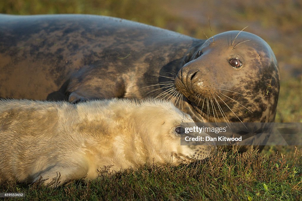 Seal Pup Season Continues At Donna Nook Reserve