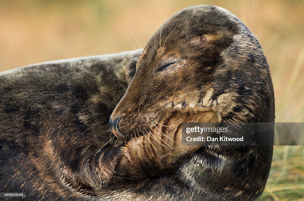 Seal Pup Season Continues At Donna Nook Reserve