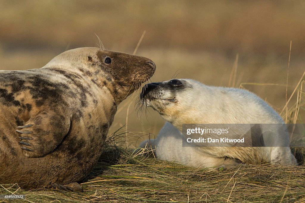 Seal Pup Season Continues At Donna Nook Reserve