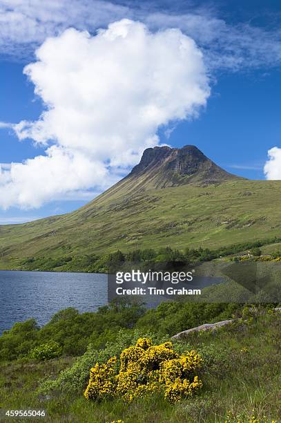 Stac Pollaidh, Stack Polly, mountain, loch and wild gorse within Inverpolly National Nature Reserve in Coigach region of the Scottish Highlands