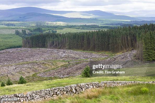Pine Trees Plantation, Western Scotland Pine Trees Plantation, Western Scotland