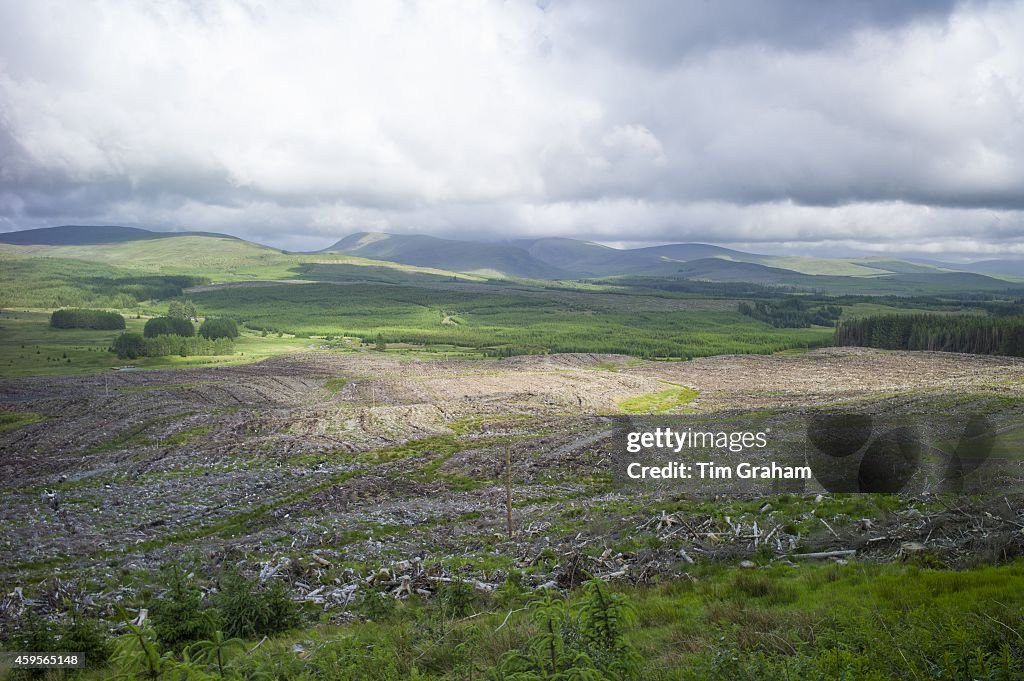 Pine Trees Plantation, Western Scotland