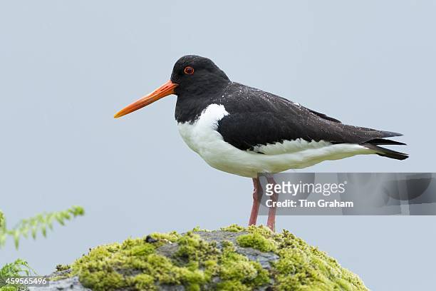 Oystercatcher, Haematopus ostralegus, black and white wading bird with long orange beak standing on rock on Isle of Mull in the Inner Hebrides and...