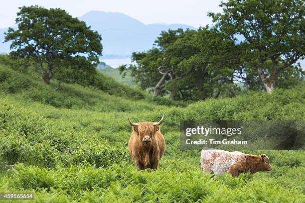 Highland Cattle, Bos primigenius, with horns with calf on Isle of Mull in the Inner Hebrides and Western Isles, West Coast of Scotland