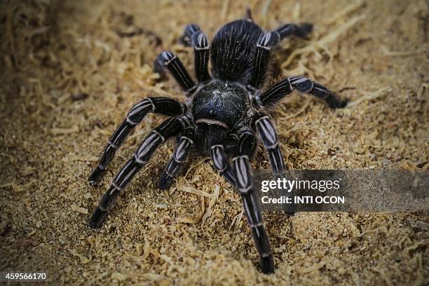 Tiger Rump Tiger Tarantula Photos and Premium High Res Pictures - Getty Images