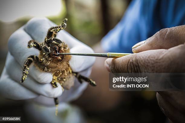 By Blanca Morel An employee shows the chelicerae and fangs - used to inject venom - of a tarantula, known as Costa Rican Tiger Rump , at the Exotic...