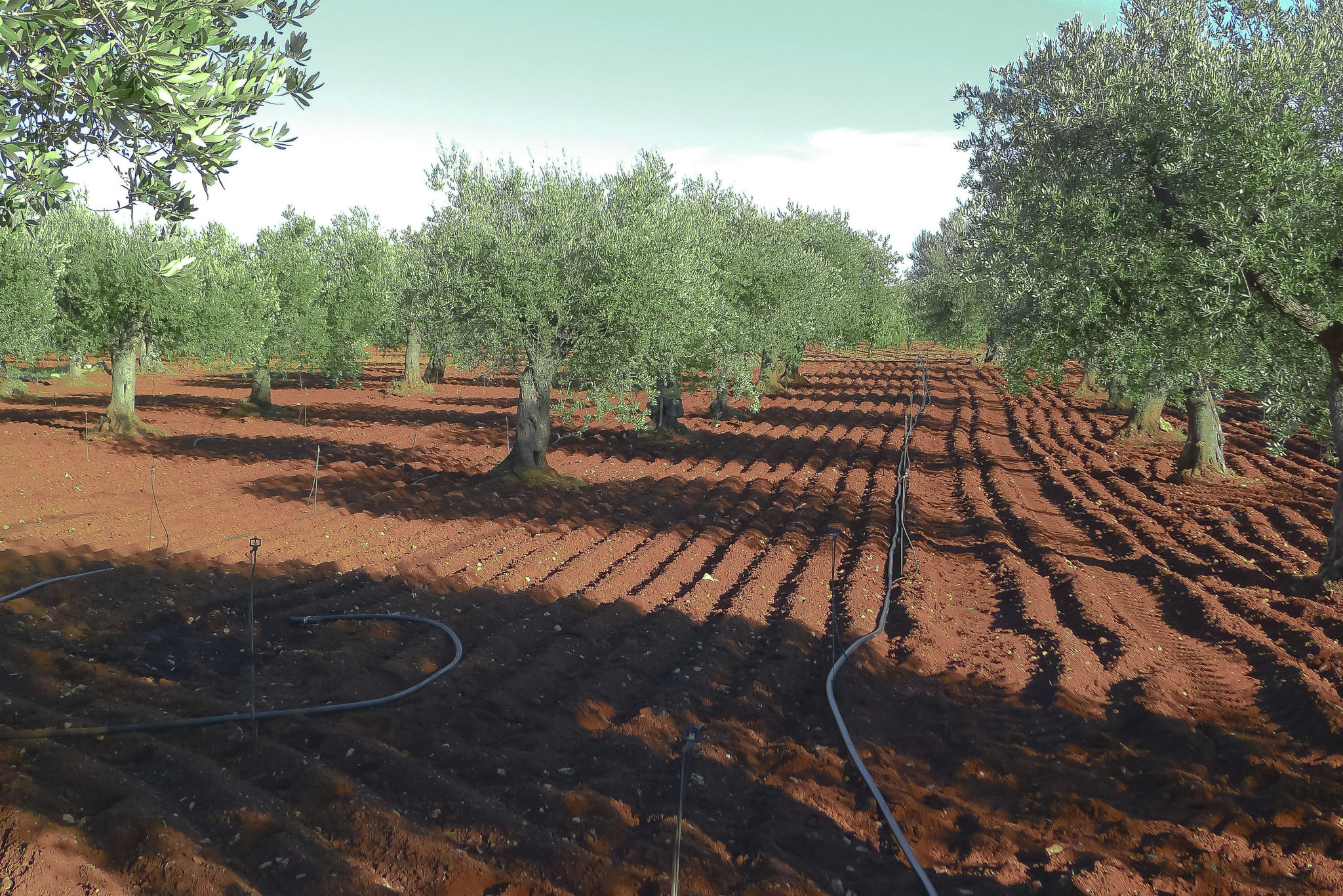 olive tree irrigation