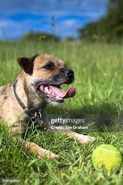 Border Terrier dog puffed out and panting after chasing tennis ball in the United Kingdom