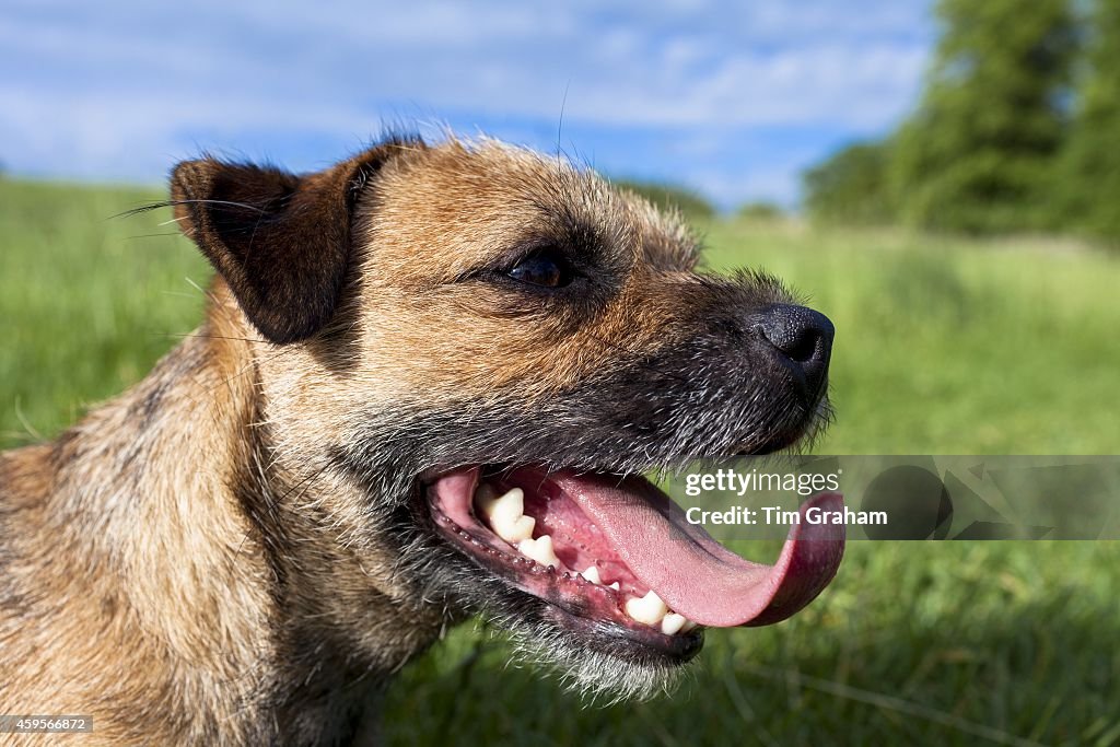 Border Terrier Dog with Ball