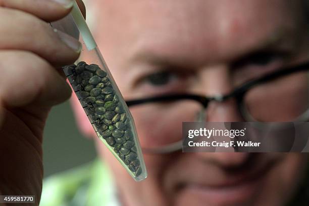 Seed developer Ben Holmes displays his Otto II seeds, a high-cannabinoid strain of hemp he hopes to patent in the coming year, at his Centennial...