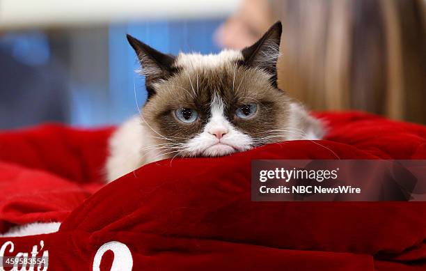 Grumpy Cat appears on NBC News' "Today" show --