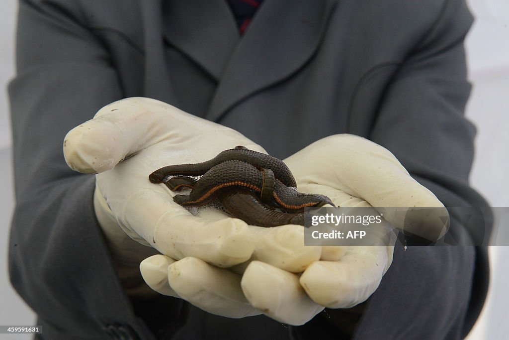 INDIA-HEALTH-MEDICINE-LEECH