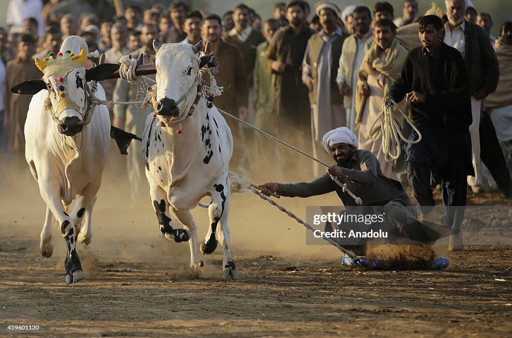 Traditional bull race in Pakistan