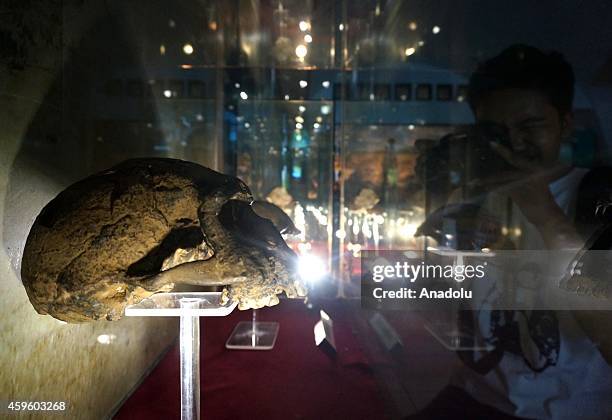 Homo Erectus fossil is seen at Sangiran Museum near Sangiran Early Man Site situated about 15 kilometers in the north of Solo town in Central Java,...