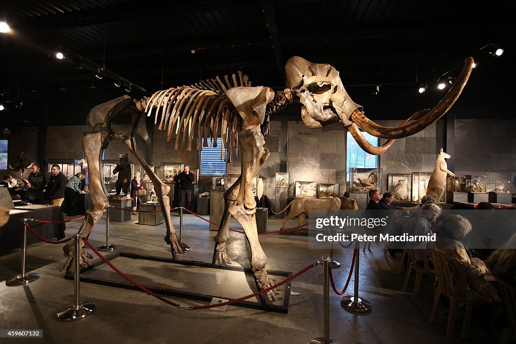 Auction Of A Complete Woolly Mammoth Skeleton