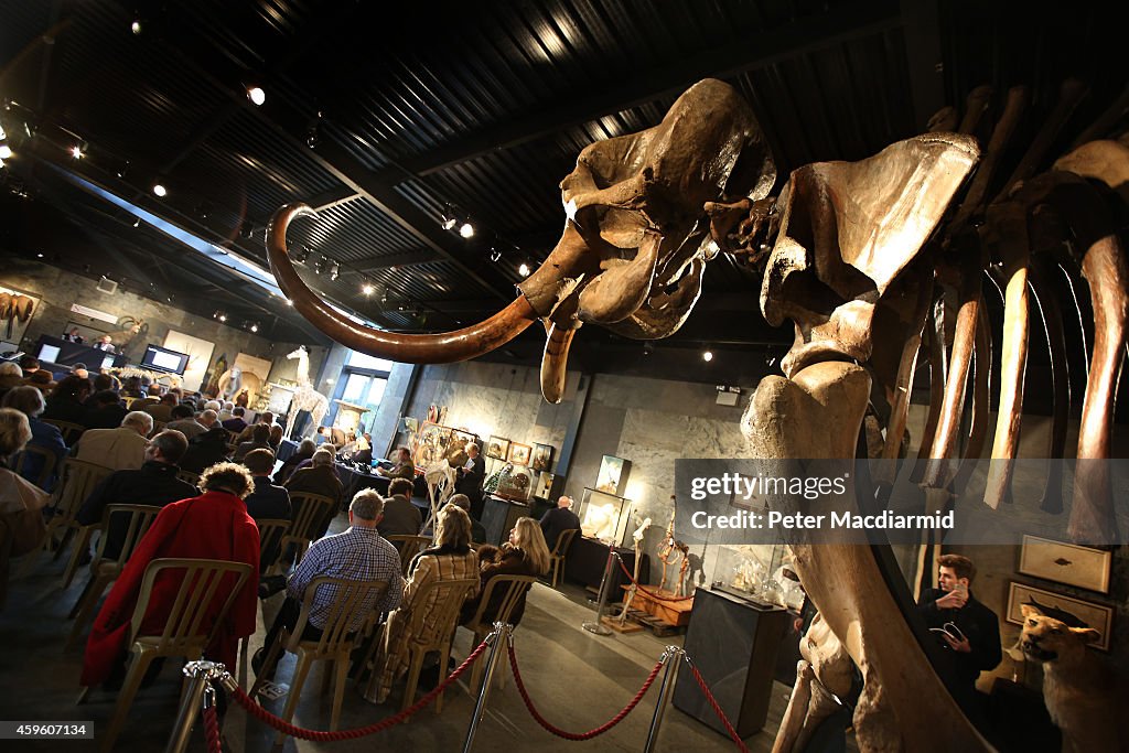 Auction Of A Complete Woolly Mammoth Skeleton