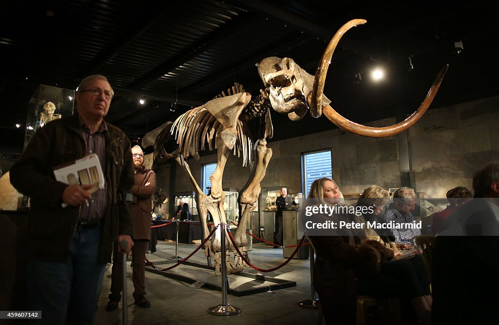 Auction Of A Complete Woolly Mammoth Skeleton